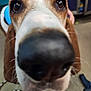 Octavius is registered to the contest to win money with this photo: animal, blurry_background, brown, brown_eyes, canine, close_up, curious, dog, domestic_animal, face, floor, indoor, leash, nose, pet, portrait, rope_leash, snout, whiskers, white