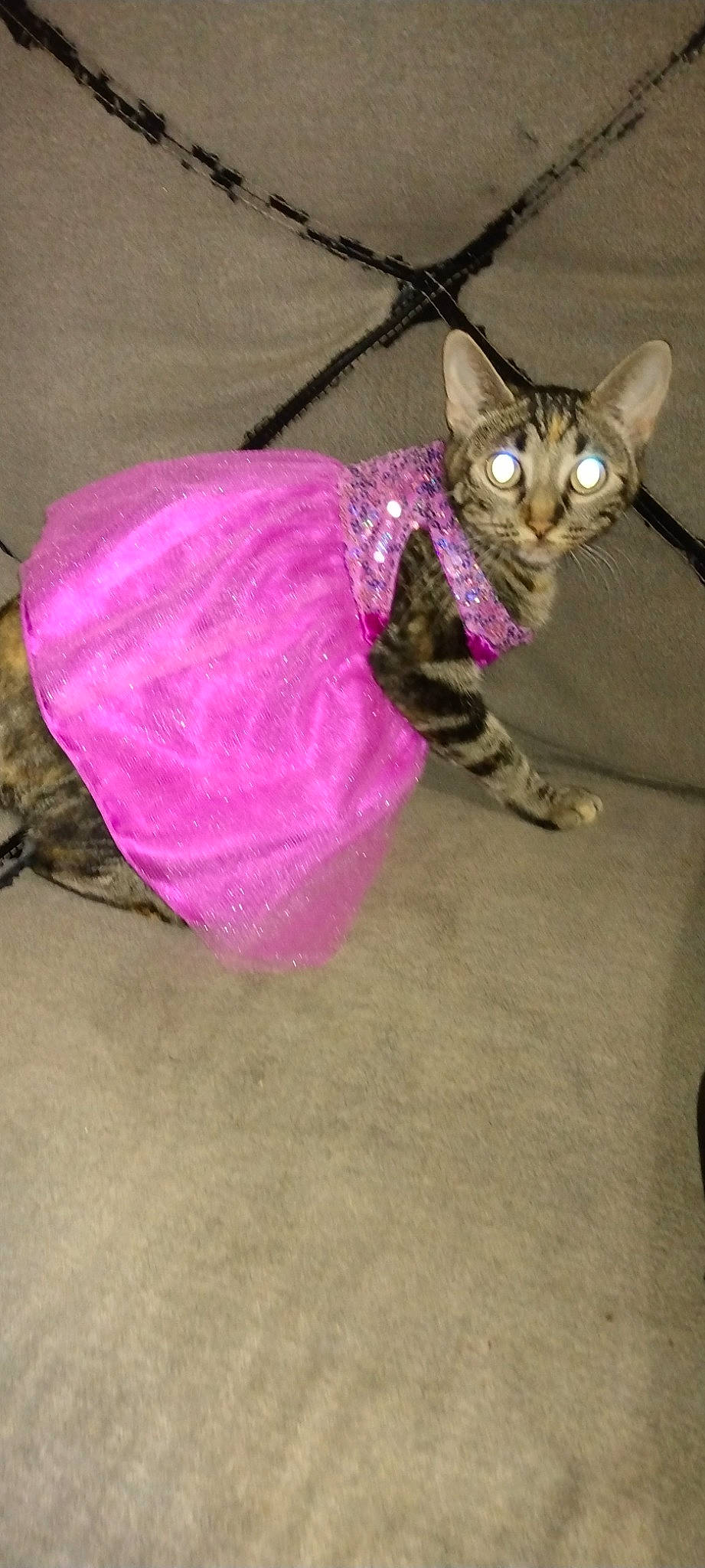 Kitten is registered to the contest to win money with this photo: carnivore, cat, cat_toy, collar, domestic_short_haired_cat, fashion_accessory, felidae, flooring, fur, leash, magenta, paw, petal, pink, plant, purple, small_to_medium_sized_cats, tail, toy, whiskers