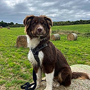 Vamos a rejoint le concours — aidez-le/la à gagner de superbes lots ! accessories, animal, canine, collie, countryside, dog, field, grass, grassland, livestock, meadow, nature, outdoors, pet, plant, puppy, rural, sheep, strap, straw
