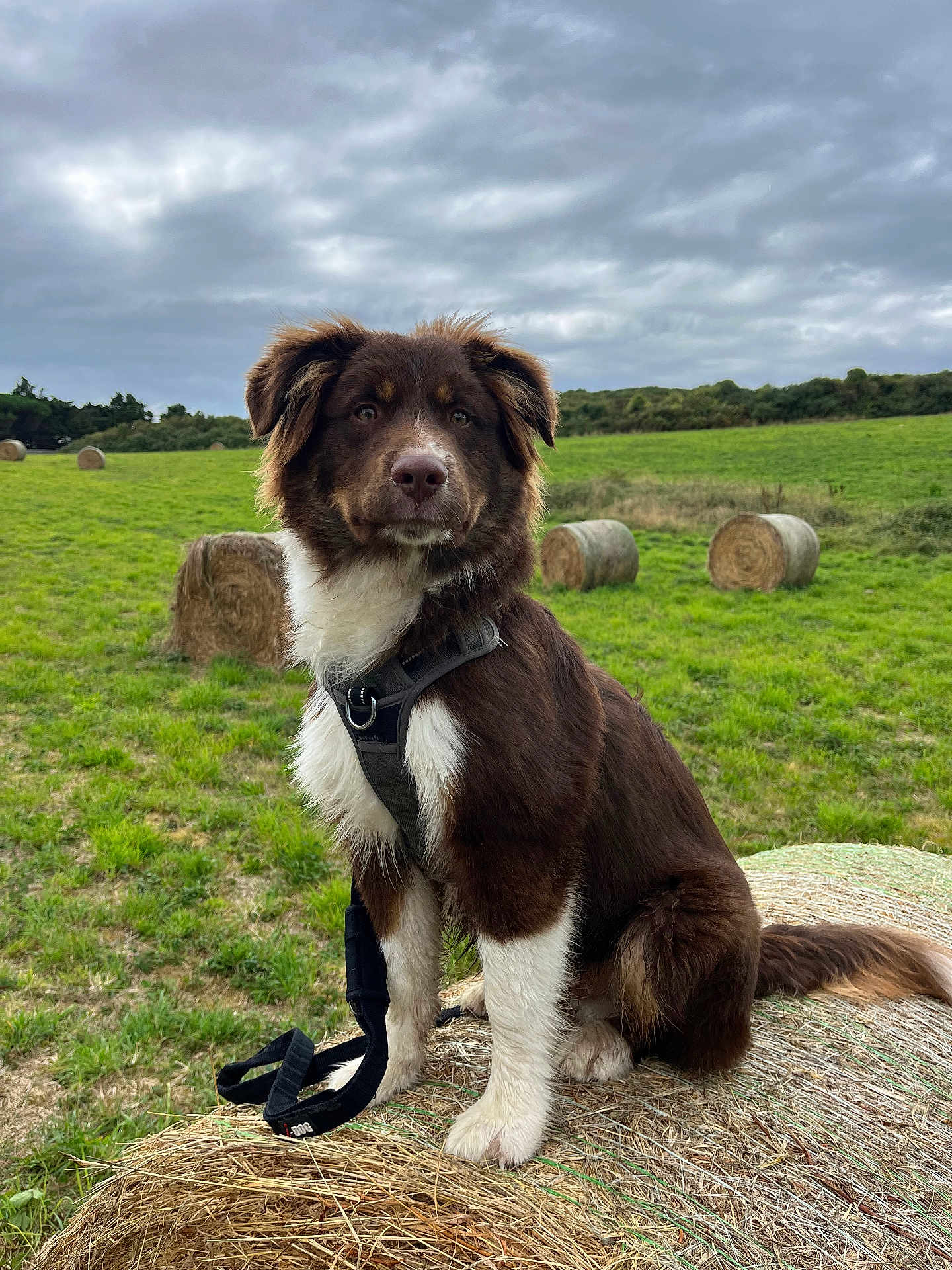 Vamos a rejoint le concours — aidez-le/la à gagner de superbes lots ! accessories, animal, canine, collie, countryside, dog, field, grass, grassland, livestock, meadow, nature, outdoors, pet, plant, puppy, rural, sheep, strap, straw