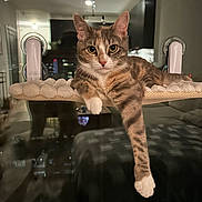 Harper joined the competition — help win amazing prizes! cat, tabby, pet, window_perch, suction_cups, paw, white_paws, whiskers, ears, indoor, night, city_lights, reflection, cozy, lounging, portrait, feline, bedroom, soft_bedding, curious