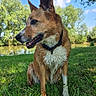dog, canine, pet, animal, sitting, portrait, outdoor, park, grass, pond, lake, trees, nature, sunny, blue_sky, summer, collar, white_chest, pointy_ears, temperature_overlay
