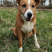 Moon a rejoint le concours — aidez-le/la à gagner de superbes lots ! dog, canine, pet, sitting, outdoors, grass, field, nature, portrait, brown_and_white, pointed_ears, floppy_ear, white_chest, white_muzzle, black_nose, open_mouth, happy, alert, trees, daylight