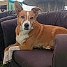 dog, canine, pet, red_and_white, sitting, armchair, outdoor, grass, sky, clouds, portrait, ears, snout, nose, white_chest, front_legs, furniture, backyard, calm, funny_pose