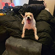 Roxy Rose joined the competition — help win amazing prizes! dog, bed, blanket, yawn, pet, indoor, cozy, fur, black, pillow, animal, cute, resting, sleepy, furniture, room, lamp, decor, relax, step