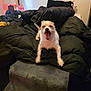 dog, bed, blanket, yawn, pet, indoor, cozy, fur, black, pillow, animal, cute, resting, sleepy, furniture, room, lamp, decor, relax, step