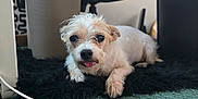 Roxy Rose is registered to the contest to win money with this photo: dog, indoor, carpet, rug, white_dog, small_dog, tongue_out, office_chair, blanket, patterned_curtain, cozy, floor, pet, animal, resting, furniture, home, cute, relaxed, fluffy