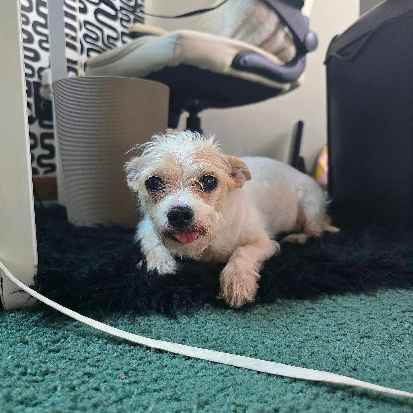 Roxy Rose is registered to the contest to win money with this photo: animal, blanket, carpet, cozy, cute, dog, floor, fluffy, furniture, home, indoor, office_chair, patterned_curtain, pet, relaxed, resting, rug, small_dog, tongue_out, white_dog