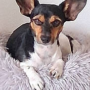 Taquin participe au concours pour gagner de l'argent avec cette photo : alert, animal, bed, black_and_tan, canine, companion, cozy, cute, dog, ears, fluffy_bed, fur, indoor, paw, pet, relaxed, resting, small_dog, snout, white_paws