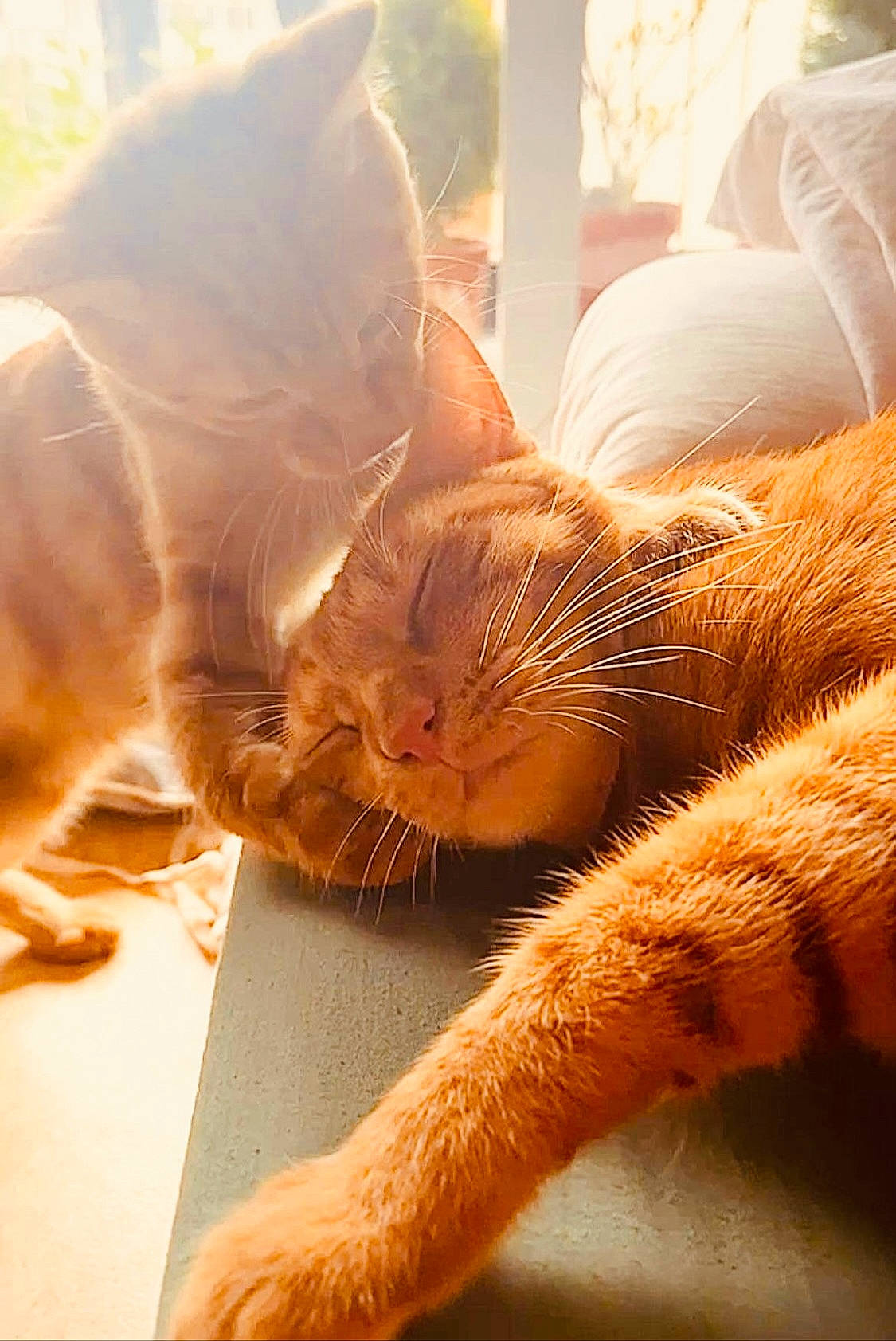 Riri participe au concours pour gagner de l'argent avec cette photo : carnivore, cat, close_up, comfort, fawn, felidae, gesture, grass, hair, human_leg, leg, mammal, orange, plant, small_to_medium_sized_cats, snout, tail, vertebrate, whiskers, wood