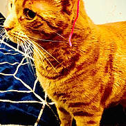 Symba a rejoint le concours — aidez-le/la à gagner de superbes lots ! animal, cat, close_up, colorful, curious, domestic, fabric, feline, hat, indoor, orange_tabby, pet, pink, playful, soft_texture, standing, striped, web_pattern, whiskers, yarn