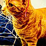 animal, cat, close_up, colorful, curious, domestic, fabric, feline, hat, indoor, orange_tabby, pet, pink, playful, soft_texture, standing, striped, web_pattern, whiskers, yarn