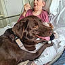 Romy a rejoint le concours — aidez-le/la à gagner de superbes lots ! animal, bed, blanket, care, chocolate_labrador, collar, comfort, dog, elderly_woman, hospital_room, human, indoor, leash, pet, pillow, pink_shirt, relaxation, resting, spoon, white_sheet