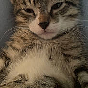 Rexx is registered to the contest to win money with this photo: cat, kitten, tabby, pet, whiskers, fur, fur_texture, close_up, portrait, sleepy, relaxed, lying_down, belly, ears, eyes, nose, mouth, indoor, cute, fluffy