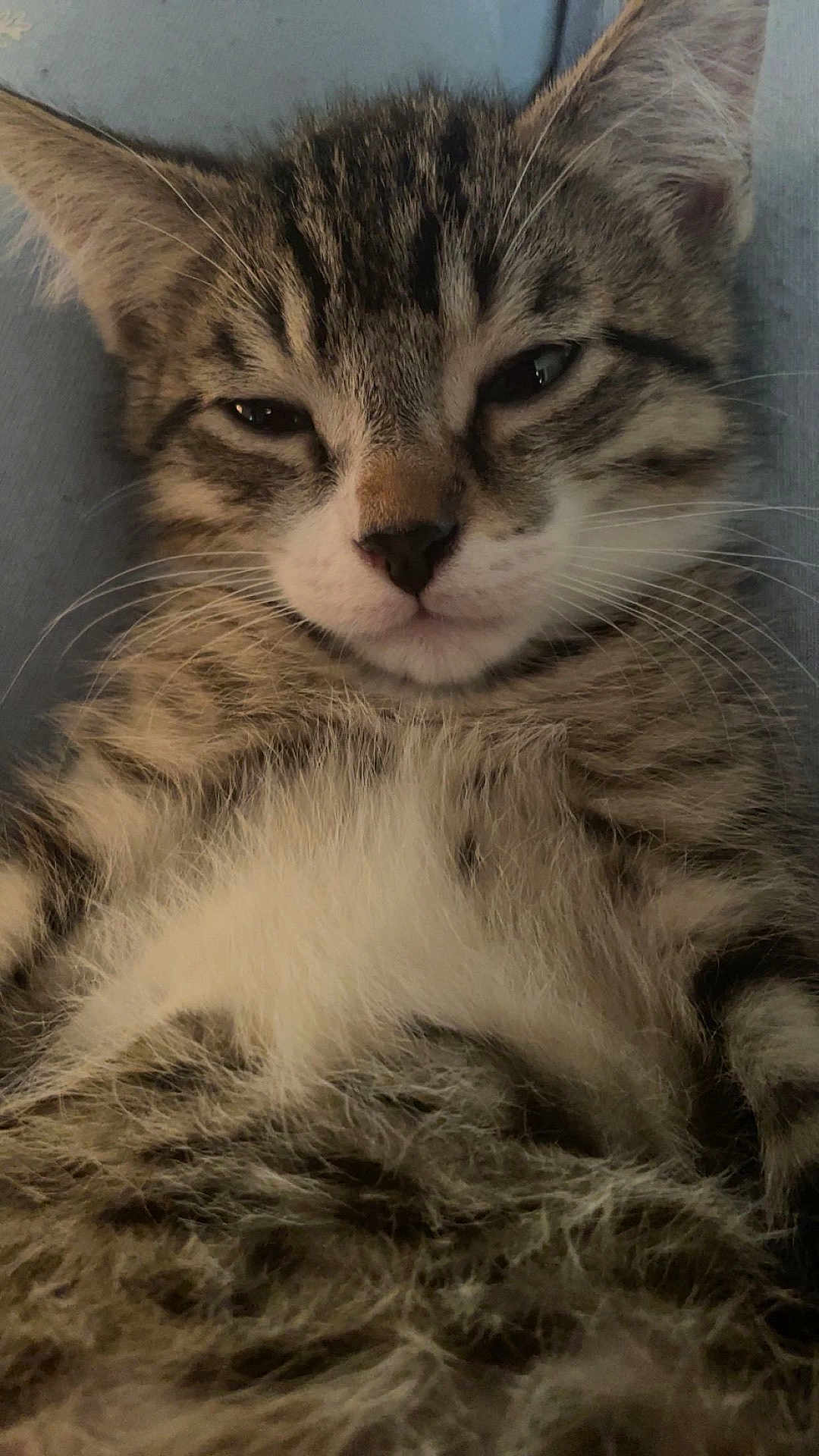 Rexx is registered to the contest to win money with this photo: cat, kitten, tabby, pet, whiskers, fur, fur_texture, close_up, portrait, sleepy, relaxed, lying_down, belly, ears, eyes, nose, mouth, indoor, cute, fluffy