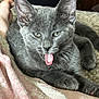 cat, kitten, gray_cat, tongue_out, pet, animal, feline, cute, towel, relaxed, indoor, paw, whiskers, fur, closeup, resting, playful, soft_texture, domestic_cat, adorable