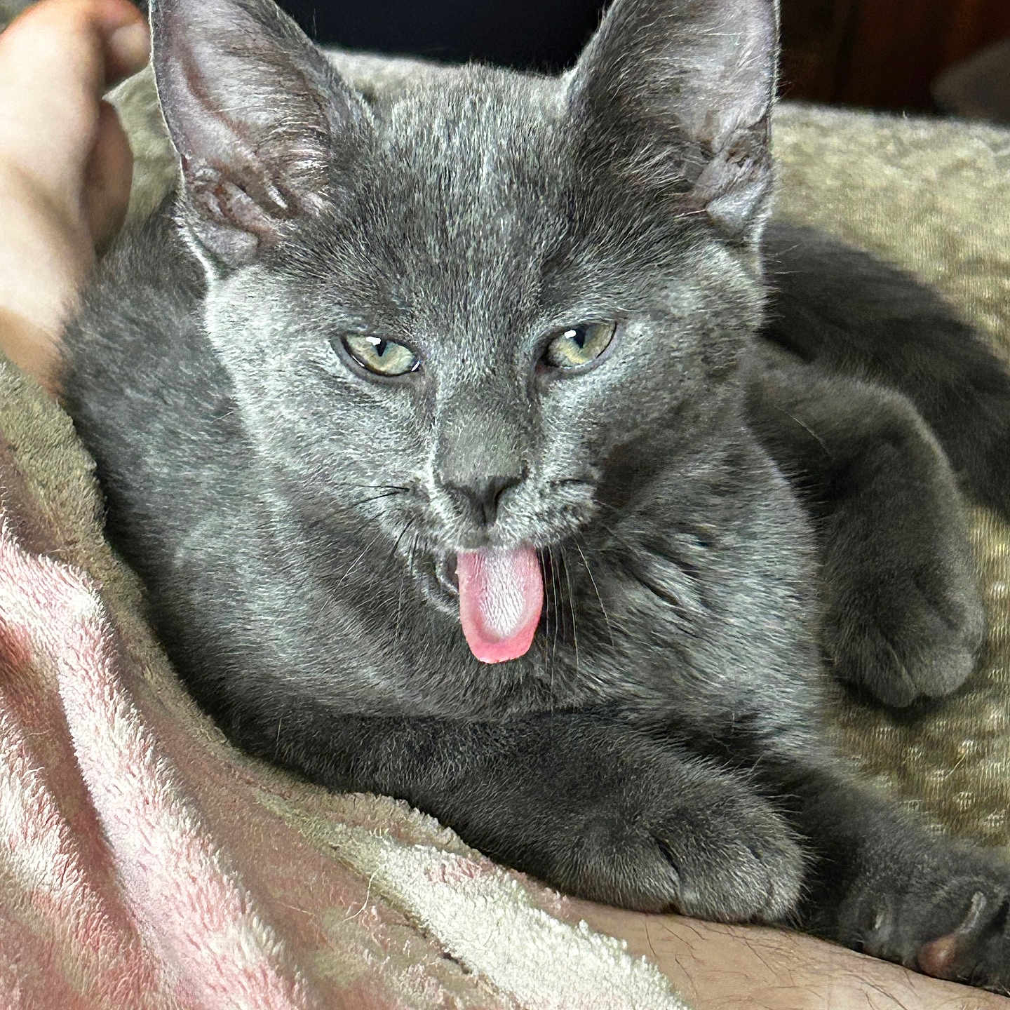 Sammy is registered to the contest to win money with this photo: adorable, animal, cat, closeup, cute, domestic_cat, feline, fur, gray_cat, indoor, kitten, paw, pet, playful, relaxed, resting, soft_texture, tongue_out, towel, whiskers