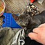 kitten, gray_cat, pet, hand, finger, ice_pack, peanut_butter, towel, leopard_print, fabric, carpet, indoor, cute, animal, mammal, paw, resting, closeup, soft, cozy