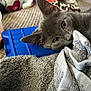 kitten, gray_cat, towel, blue_ice_pack, plastic_container, food, mug, heart, indoor, close_up, pet, cute, cozy, fur, resting, eyes, curious, texture, soft, home