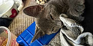 Casper is registered to the contest to win money with this photo: kitten, gray_cat, towel, blue_ice_pack, mug, container, indoor, close_up, pet, furry, cute, resting, cozy, small_animal, domestic_cat, feline, soft_texture, sleepy, household_items, nap