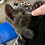 kitten, gray_cat, paw, finger, towel, blue_object, leopard_print, curious, indoor, pet, feline, closeup, playful, sniffing, soft_fur, whiskers, animal, household_items, cozy, young_cat