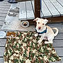 bench, blanket, bucket, camouflage_blanket, chew_bone, dock, dog, ears, food_container, harness, kibble, leash, light_eyes, outdoor, plastic_container, puppy, sitting, tail, wooden_deck, wooden_post