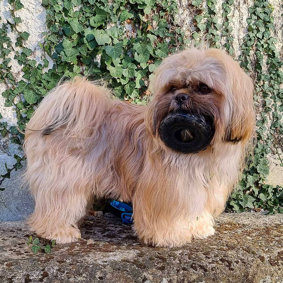 Poncho participe au concours pour gagner de l'argent avec cette photo : ancient_dog_breeds, canidae, carnivore, companion_dog, dog, dog_breed, fawn, fur, grass, liver, non_sporting_group, shih_tzu, snout, sporting_group, terrestrial_animal, terrier, toy_dog, wildlife, working_animal, wrinkle
