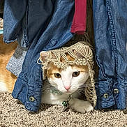 Poppy joined the competition — help win amazing prizes! animal, carpet, cat, clothing, collar, curious, cute, denim, ears, fabric, face, floor, hat, indoor, knitted, orange, pet, resting, texture, white