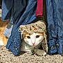 animal, carpet, cat, clothing, collar, curious, cute, denim, ears, fabric, face, floor, hat, indoor, knitted, orange, pet, resting, texture, white