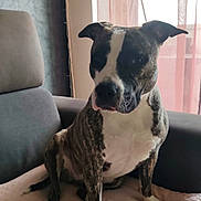 Keffla a rejoint le concours — aidez-le/la à gagner de superbes lots ! dog, brindle, white_chest, sitting, couch, blanket, indoors, window, curtains, portrait, pet, canine, short_hair, floppy_ears, front_view, alert, relaxed, home, furniture, natural_light