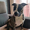 dog, brindle, white_chest, sitting, couch, blanket, indoors, window, curtains, portrait, pet, canine, short_hair, floppy_ears, front_view, alert, relaxed, home, furniture, natural_light