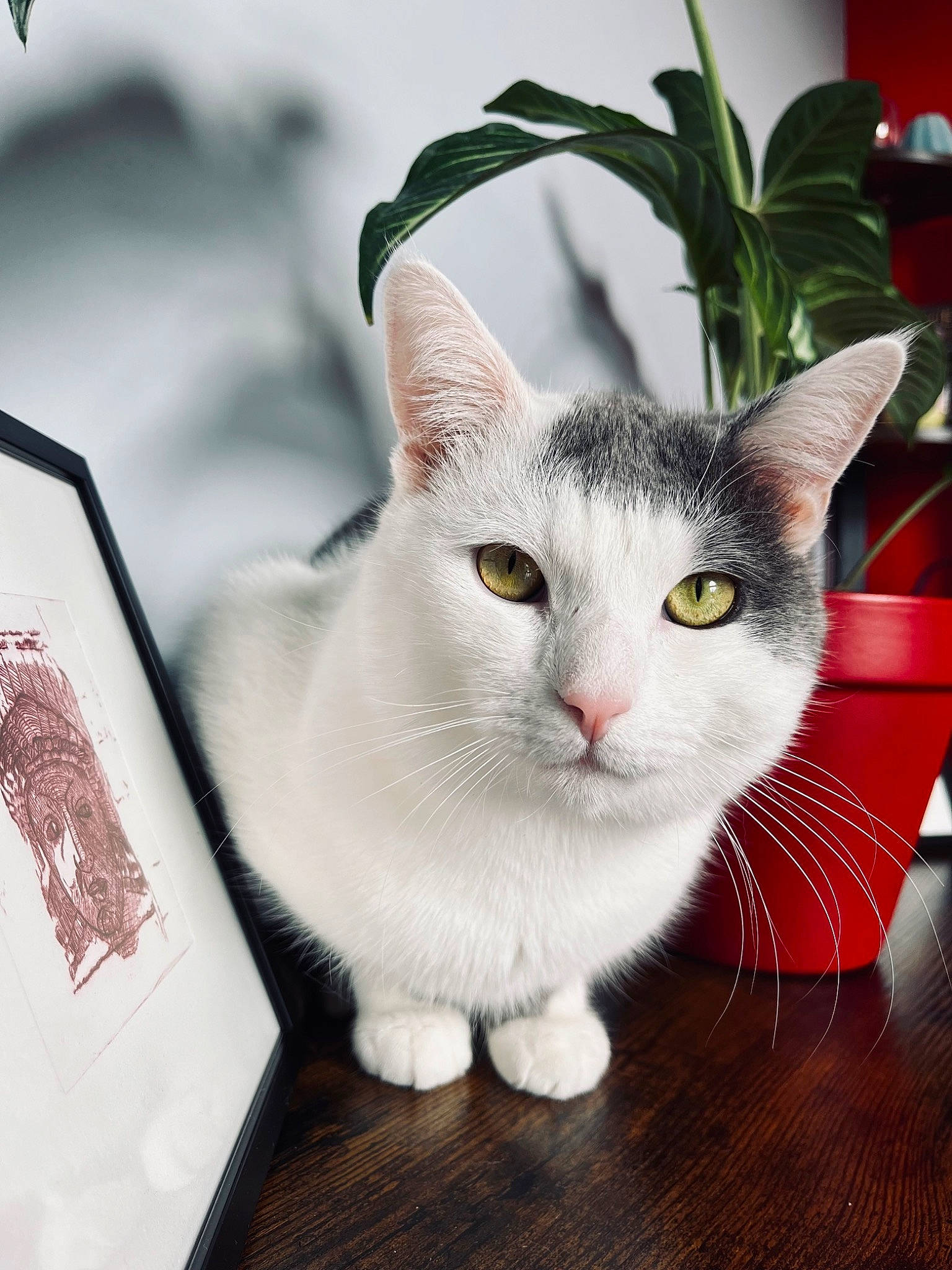 Ponyo a rejoint le concours — aidez-le/la à gagner de superbes lots ! carnivore, cat, collar, domestic_short_haired_cat, felidae, flooring, flowerpot, fur, hardwood, houseplant, paw, plant, rectangle, small_to_medium_sized_cats, snout, tail, whiskers, wood
