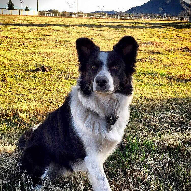 Dash is registered to the contest to win money with this photo: