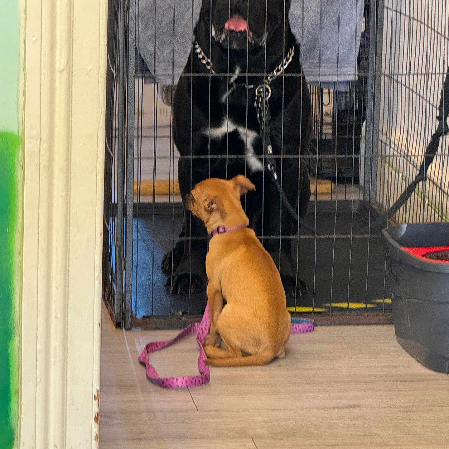 Canello is registered to the contest to win money with this photo: accessories, animal, bag, bulldog, canine, clothing, den, dog, doghouse, footwear, handbag, hound, indoors, kennel, labradorretriever, leash, pet, puppy, strap, wood