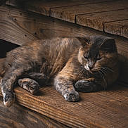 Titty-Tat joined the competition — help win amazing prizes! animal, brown, calm, cat, closeup, comfort, cozy, feline, fur, indoor, nature, peaceful, pet, quiet, relaxed, resting, sleeping, texture, wood, wooden_steps