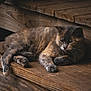 animal, brown, calm, cat, closeup, comfort, cozy, feline, fur, indoor, nature, peaceful, pet, quiet, relaxed, resting, sleeping, texture, wood, wooden_steps