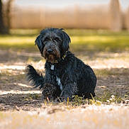 Nyla joined the competition — help win amazing prizes! dog, black_dog, sitting, outdoor, nature, grass, sunlight, park, pet, animal, fur, collar, tag, canine, daylight, tree, ground, paw, tail, looking