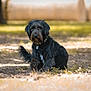dog, black_dog, sitting, outdoor, nature, grass, sunlight, park, pet, animal, fur, collar, tag, canine, daylight, tree, ground, paw, tail, looking