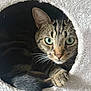 Gizmo participe au concours pour gagner de l'argent avec cette photo : cat, tabby, feline, pet, animal, indoor, cozy, cat_cave, fur, whiskers, paw, green_eyes, curious, resting, cute, portrait, closeup, soft_texture, home, relaxed