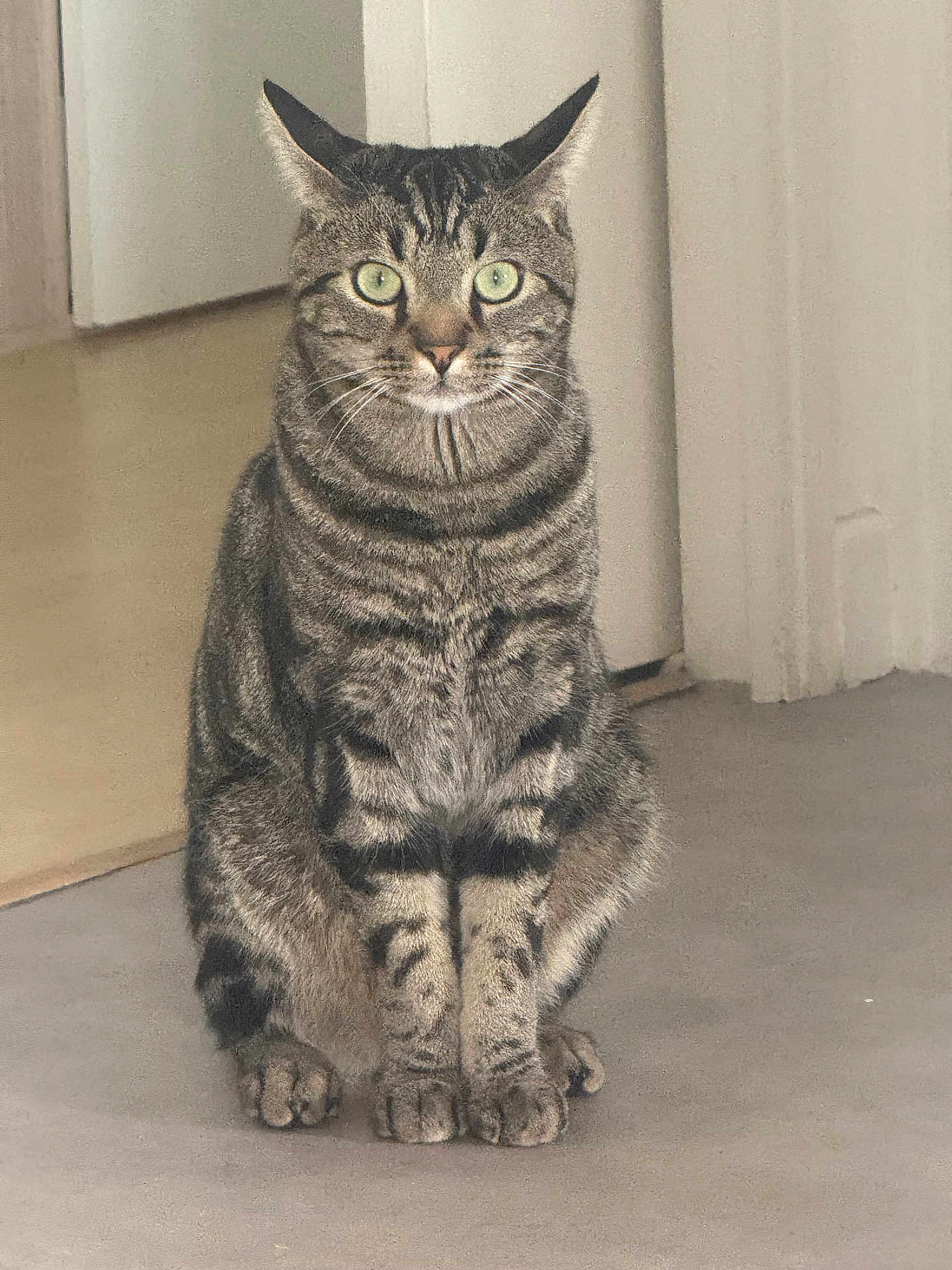Gizmo participe au concours pour gagner de l'argent avec cette photo : tabby_cat, cat, pet, animal, indoor, sitting, fur, whiskers, ears, green_eyes, floor, door, wall, striped, feline, alert, cute, domestic_cat, mammal, portrait
