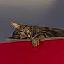 cat, tabby, sleeping, paw, red_surface, indoor, cozy, pet, animal, feline, resting, relaxation, fur, whiskers, calm, cute, domestic_animal, mammal, nap, quiet
