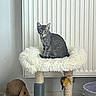 Bella participe au concours pour gagner de l'argent avec cette photo : cat, tabby_cat, kitten, pet, animal, sitting, cat_tree, scratching_post, fluffy_bed, feather_toy, indoor, home, curtains, litter_box, cardboard_tunnel, play_area, gray_fur, striped_fur, alert, portrait