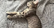 Bella a rejoint le concours — aidez-le/la à gagner de superbes lots ! cat, kitten, tabby, striped_fur, sleeping, relaxed, lying_down, pet, animal, whiskers, ears, paws, tail, fur, blanket, bed, pillow, indoor, cozy, nap