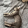 cat, kitten, tabby, striped_fur, sleeping, relaxed, lying_down, pet, animal, whiskers, ears, paws, tail, fur, blanket, bed, pillow, indoor, cozy, nap