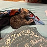 kitten, cat, tabby, pet, animal, feline, lying_down, relaxed, blanket, bed, bunk_bed, bedroom, cushion, fabric, cozy, indoors, brown_fur, striped_fur, whiskers, portrait