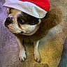 Simon a rejoint le concours — aidez-le/la à gagner de superbes lots ! animal, black, brown, canine, christmas, companion, costume, cute, dog, festive, floor, fur, holiday, indoor, looking, paws, pet, portrait, santa_hat, white
