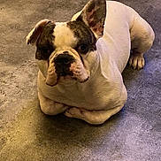 Simon a rejoint le concours — aidez-le/la à gagner de superbes lots ! dog, bulldog, pet, animal, floor, indoor, resting, white, brown, ears, paw, canine, companion, portrait, cute, laying, looking, expression, domestic, mammal