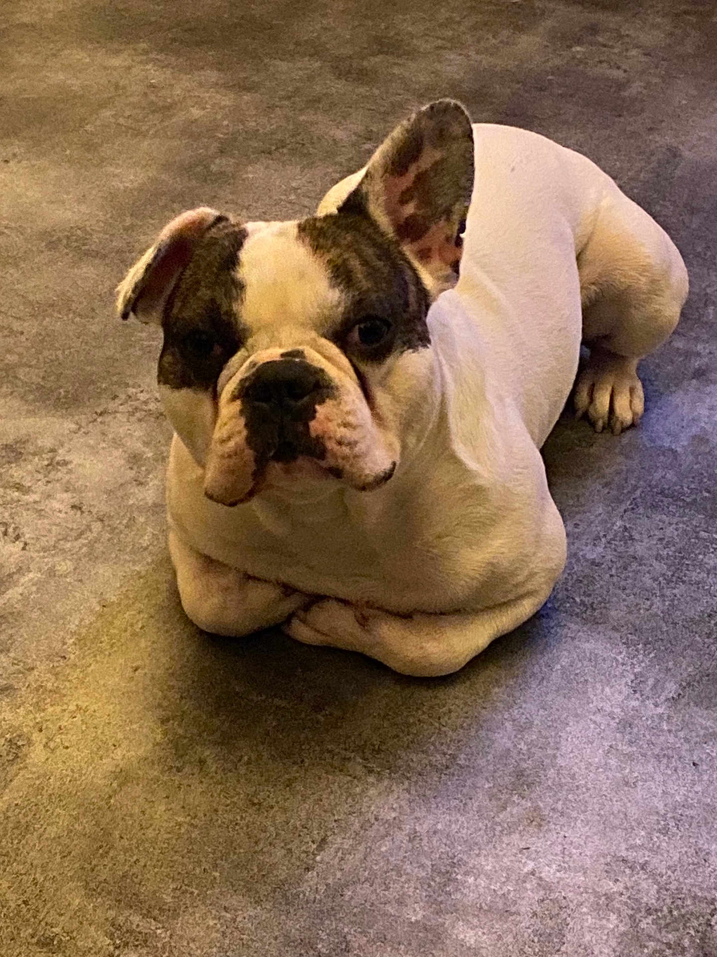 Simon a rejoint le concours — aidez-le/la à gagner de superbes lots ! dog, bulldog, pet, animal, floor, indoor, resting, white, brown, ears, paw, canine, companion, portrait, cute, laying, looking, expression, domestic, mammal