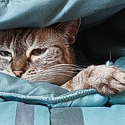 Easy a rejoint le concours — aidez-le/la à gagner de superbes lots ! animal, blanket, blue, cat, comfortable, cozy, cute, feline, fur, indoor, mammal, nap, paw, pet, relaxed, resting, sleepy, soft, striped, whiskers