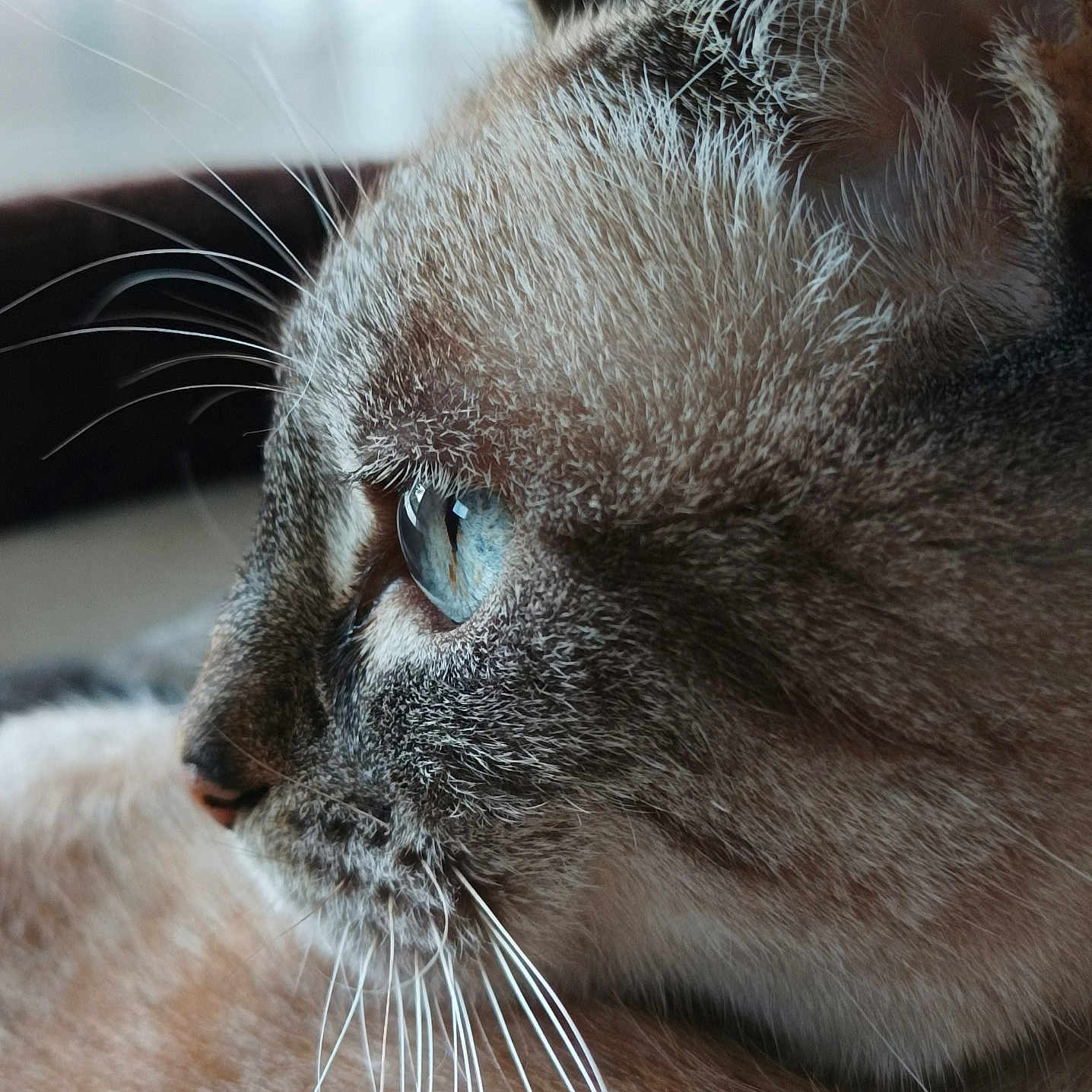 Easy a rejoint le concours — aidez-le/la à gagner de superbes lots ! animal, blue_eyes, calm, cat, close_up, cute, detail, domestic, ears, face, feline, fur, indoor, looking, nose, pet, portrait, profile, soft_focus, whiskers